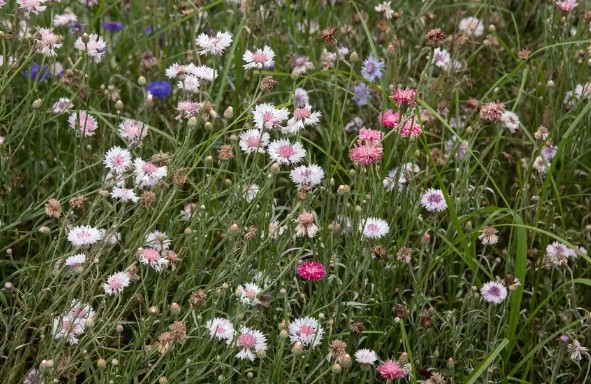 [식물키우기] 수레국화 키우기 관리법 - 물주기, 햇빛, 온도, 습도, 흙(토양), 비료