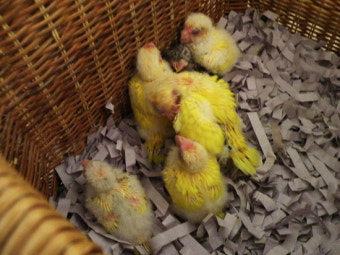 이색 조류, 미니 앵무새 '러브버드'의 반려성 알아보기