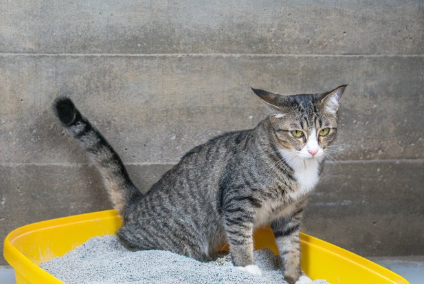 화장실 안의 고양이.