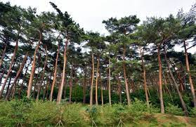  겨울 방학 국내 여행 추천지 BEST 5 - 태안 소나무 숲