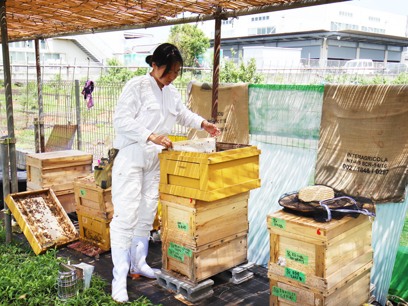 사양벌꿀 진짜벌꿀 차이