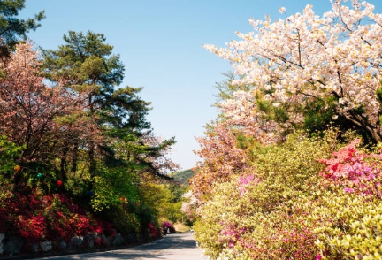 천안 태조산 꽃축제 가서 찍은 사진