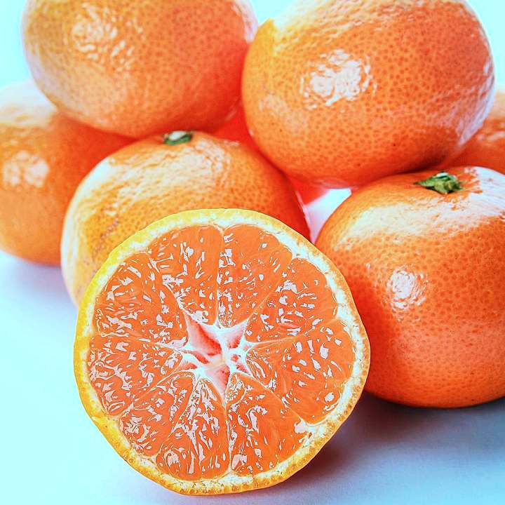 6시내고향 경남 김해 고당도 천혜향 파는 곳 전국 택배 온라인 전화 주문 추천