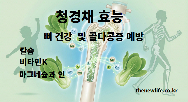 칼슘과 비타민K가 풍부하여 뼈 건강 증진 및 골다공증 예방에 도움을 주는 청경채 효능 인포그래픽