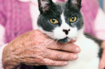고양이의 기대수명을 나타내는 이미지
