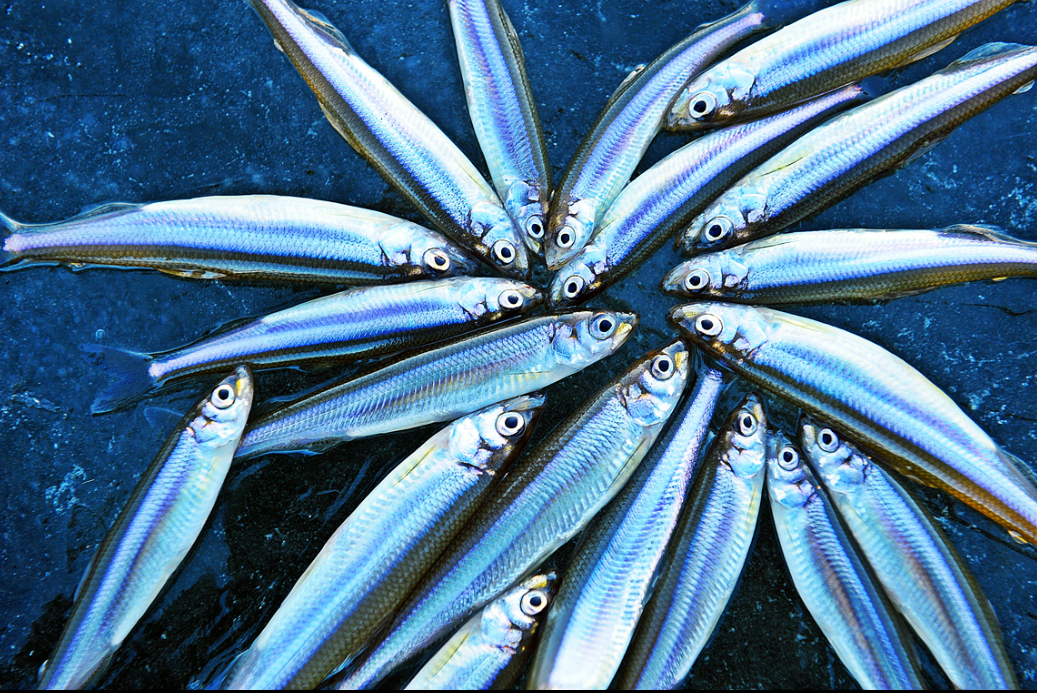 강화 양오 빙어축제