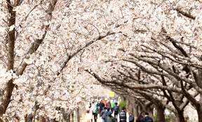 2025년 벚꽃 개화시기