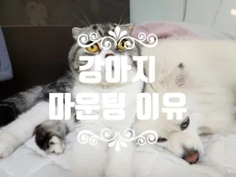 강아지 마운팅 이유 해결 방법_19