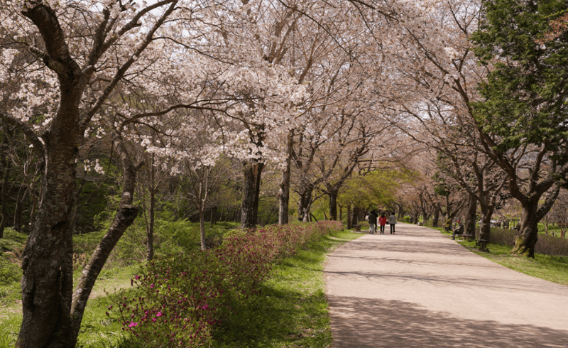 선운사 동백숲