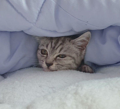 하늘색 이불 밑에서 얼굴만 빼꼼 내밀고 있는 귀여운 회색 아기 고양이 별찌의 모습