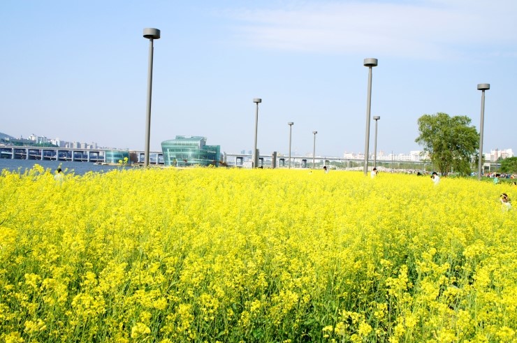 서래섬 유채꽃 축제