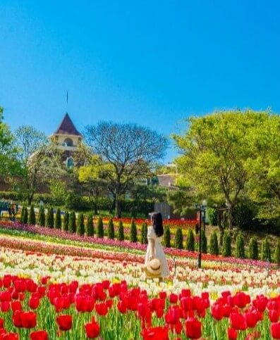 2025 대구 이월드 '튤립 트래블' 축제! : 네덜란드 감성 그대로 즐기는 봄 꽃 축제!