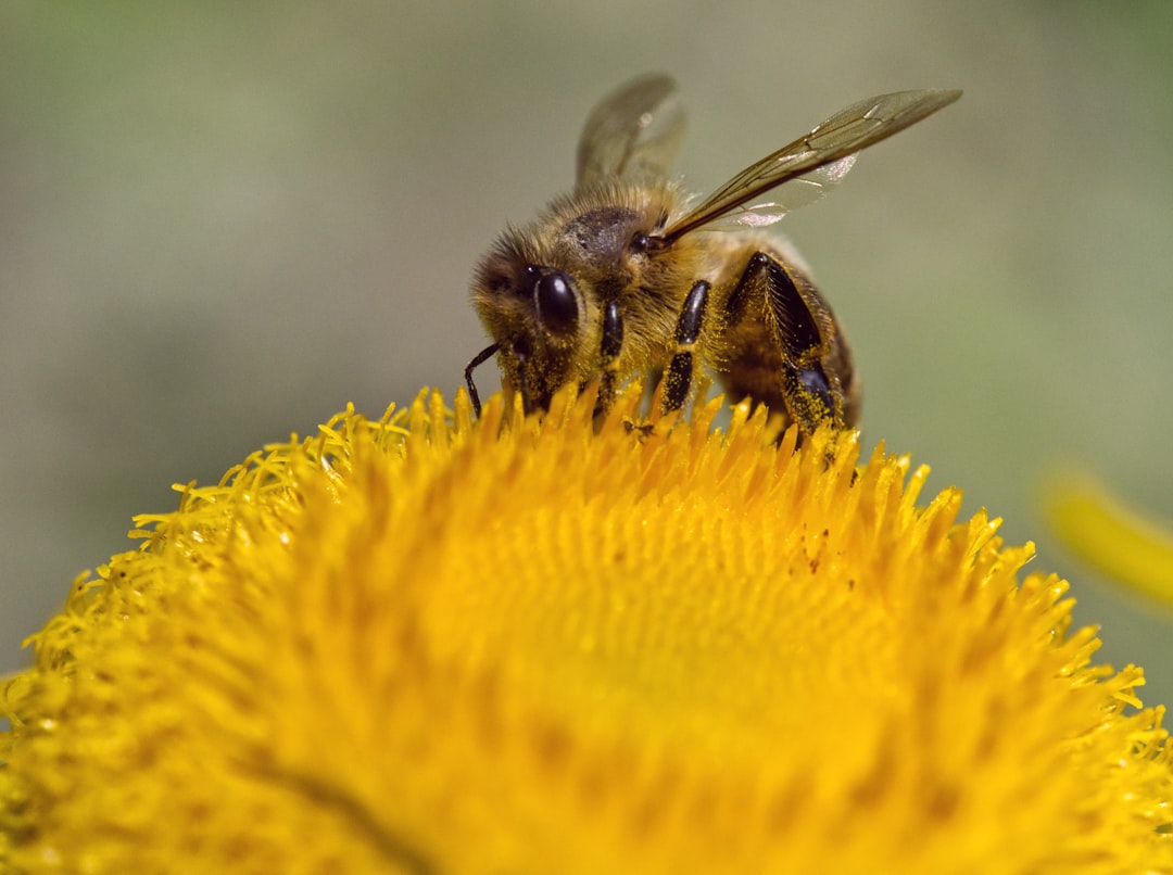 Pollen