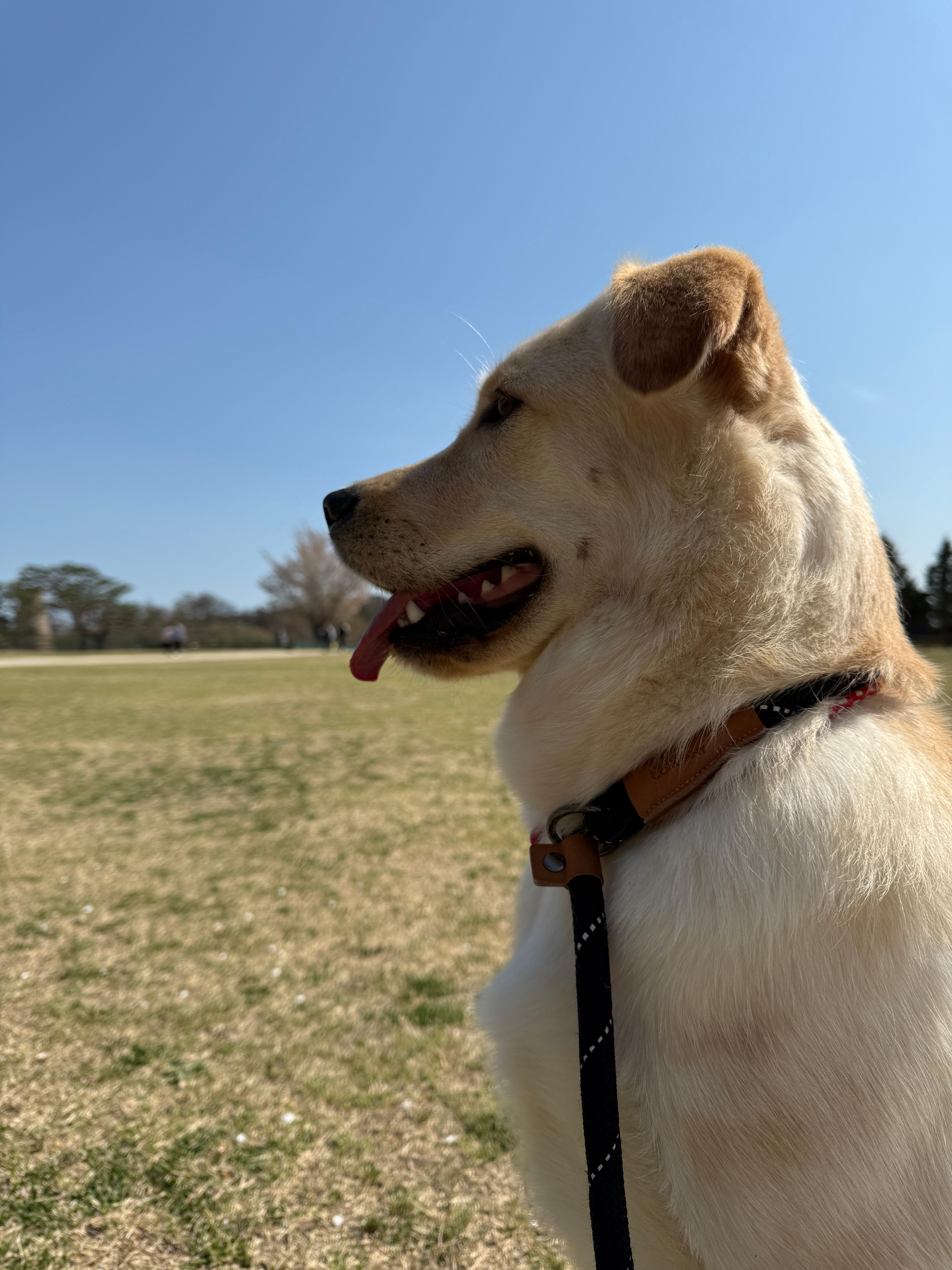 나무 산책 사진