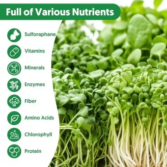 브로콜리니 재배 가지 분지 키우기 연속 수확 물 관리_7