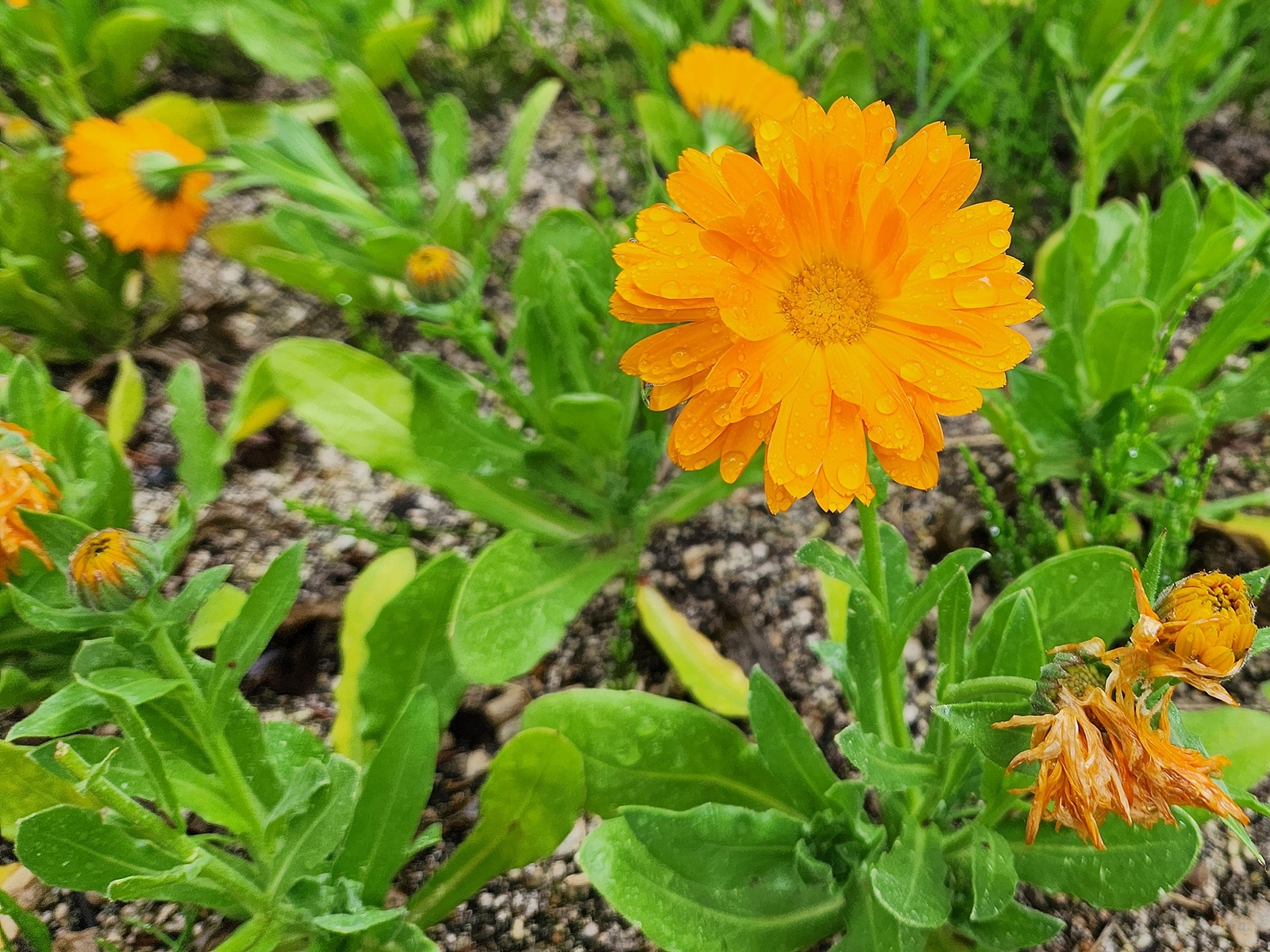 금잔화