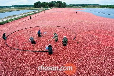 크랜베리 재배 산성 토양 물 관리 지표 재배_4