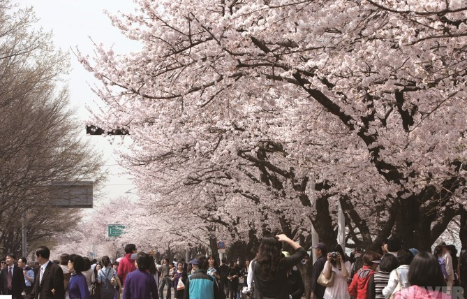 서울 벚꽃 드라이브 코스 추천