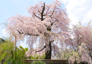 교토 마루야마 공원 벚꽃