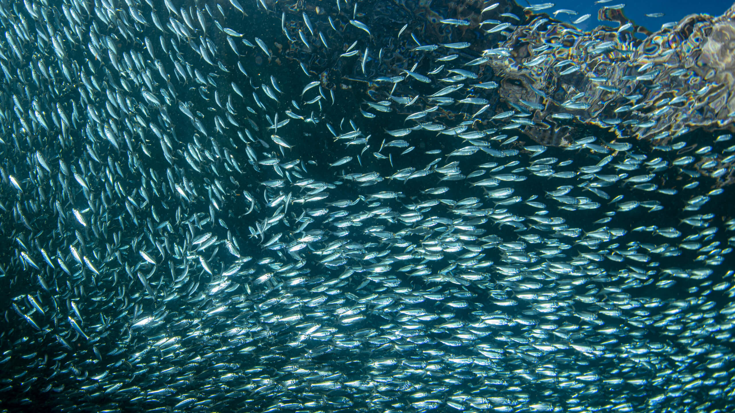 눈에 좋은 영야이 가득한 고등어