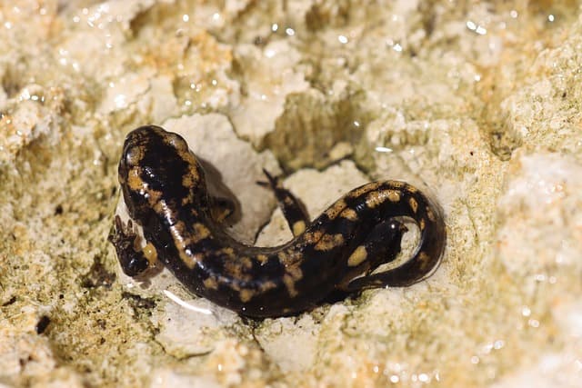 멕시코 도롱뇽: 생물학적 경이와 보전의 과제