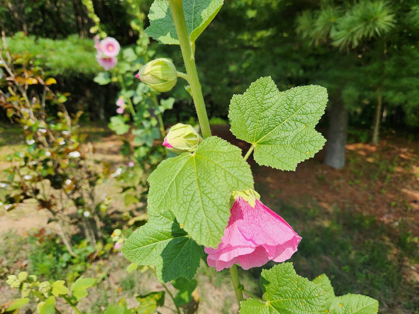 접시꽃(촉규화)