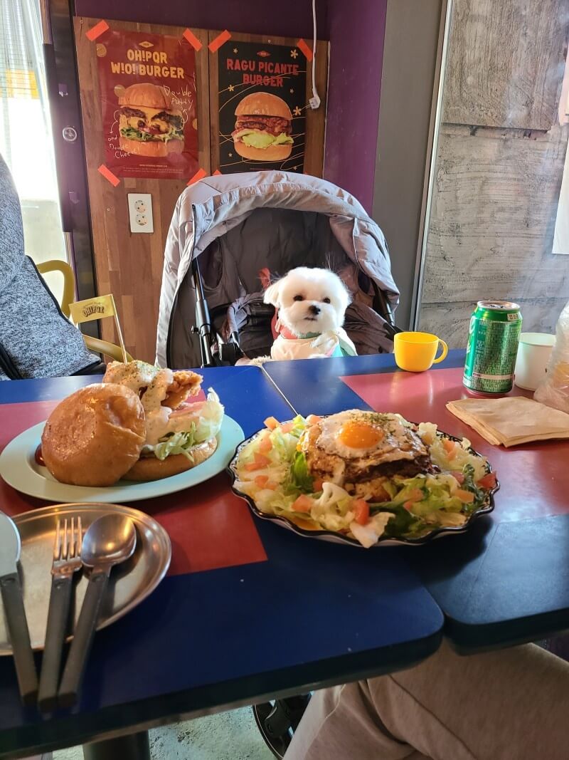 애견동반식당 오피큐알 강아지가방
