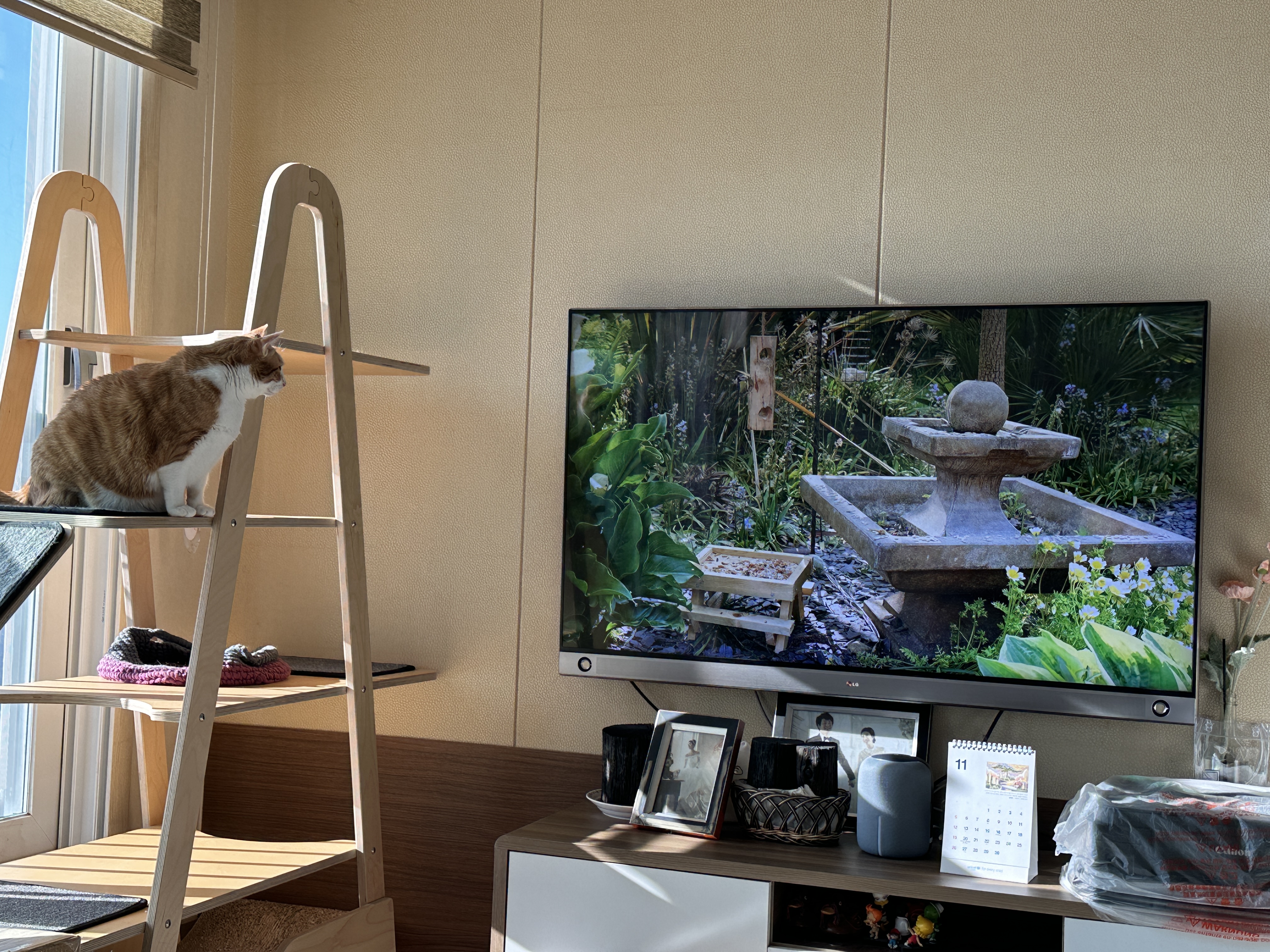 캣타워에_올라가서_TV시청중인_호야