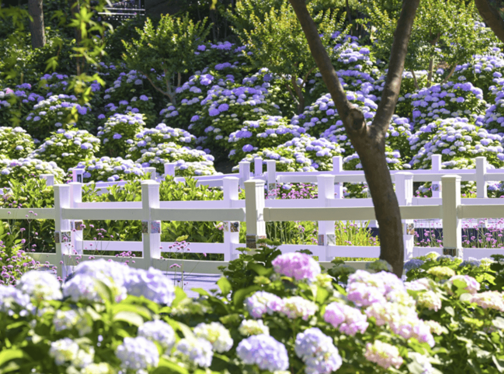 장생포 수국축제