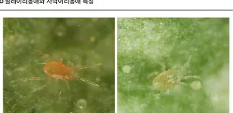 병해충 천적 활용 무당벌레 기생벌 끈끈이트랩 친환경 방제_17