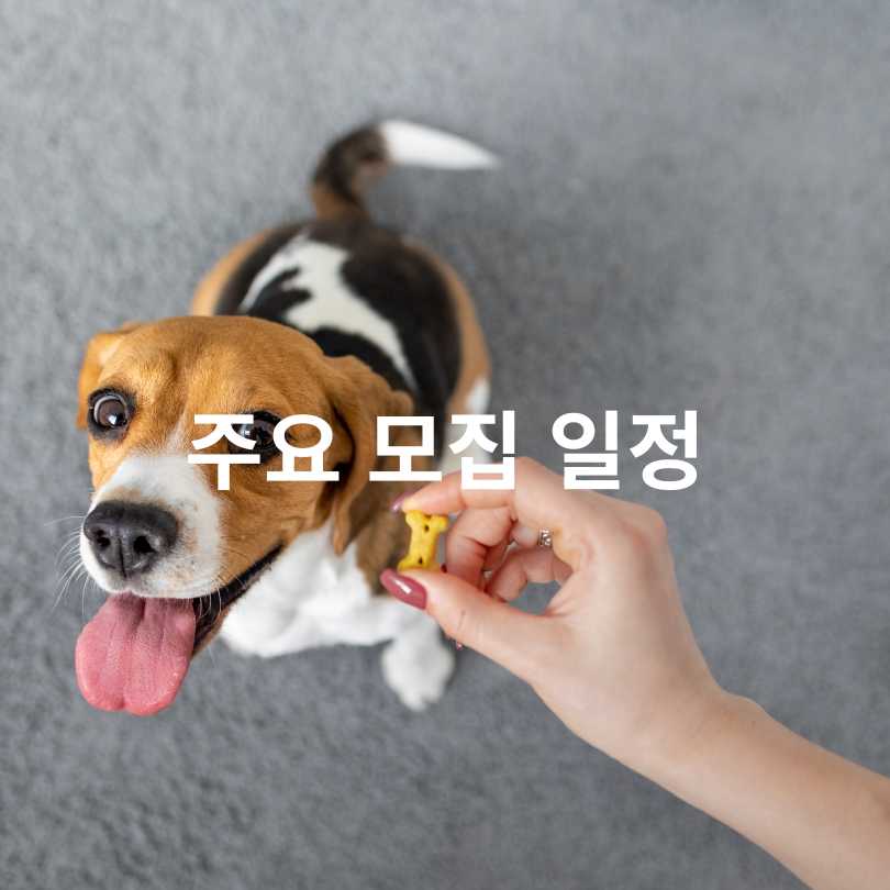 서울 반려동물 시민학교 신청 방법 총정리