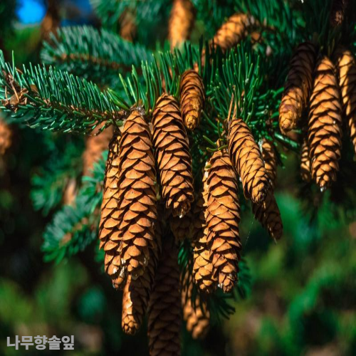 솔잎