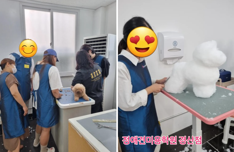정애견미용학원경산점 대구애견미용학원