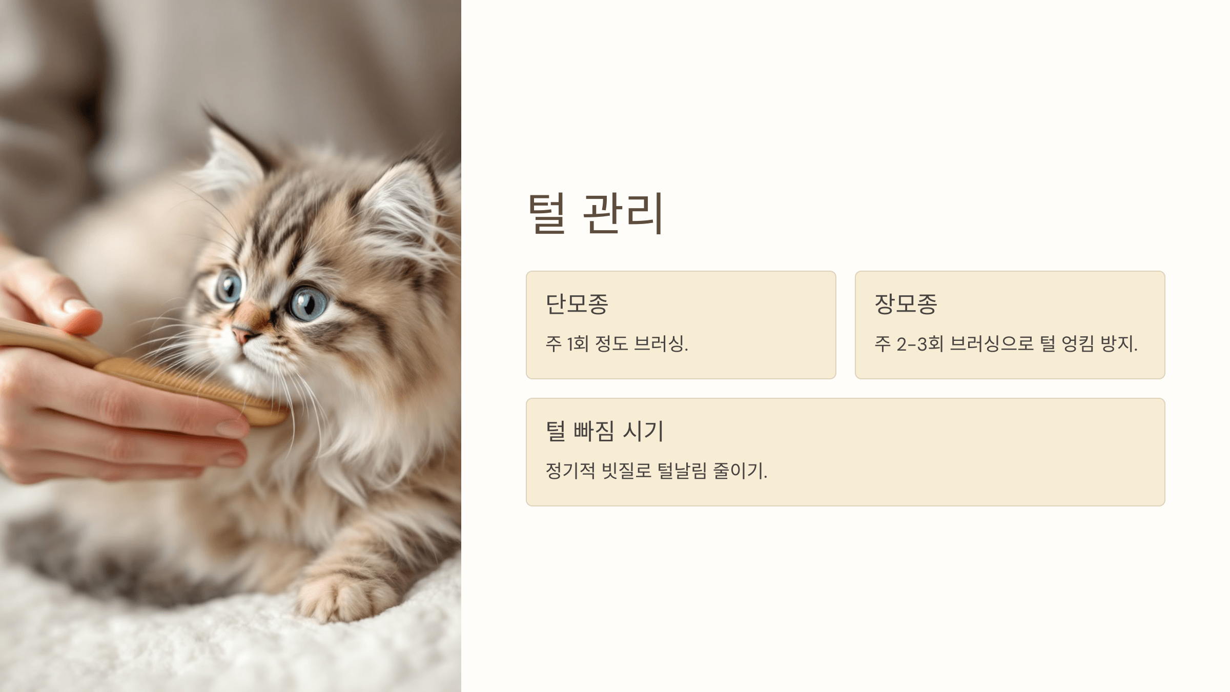 먼치킨 고양이 사진입니다.
