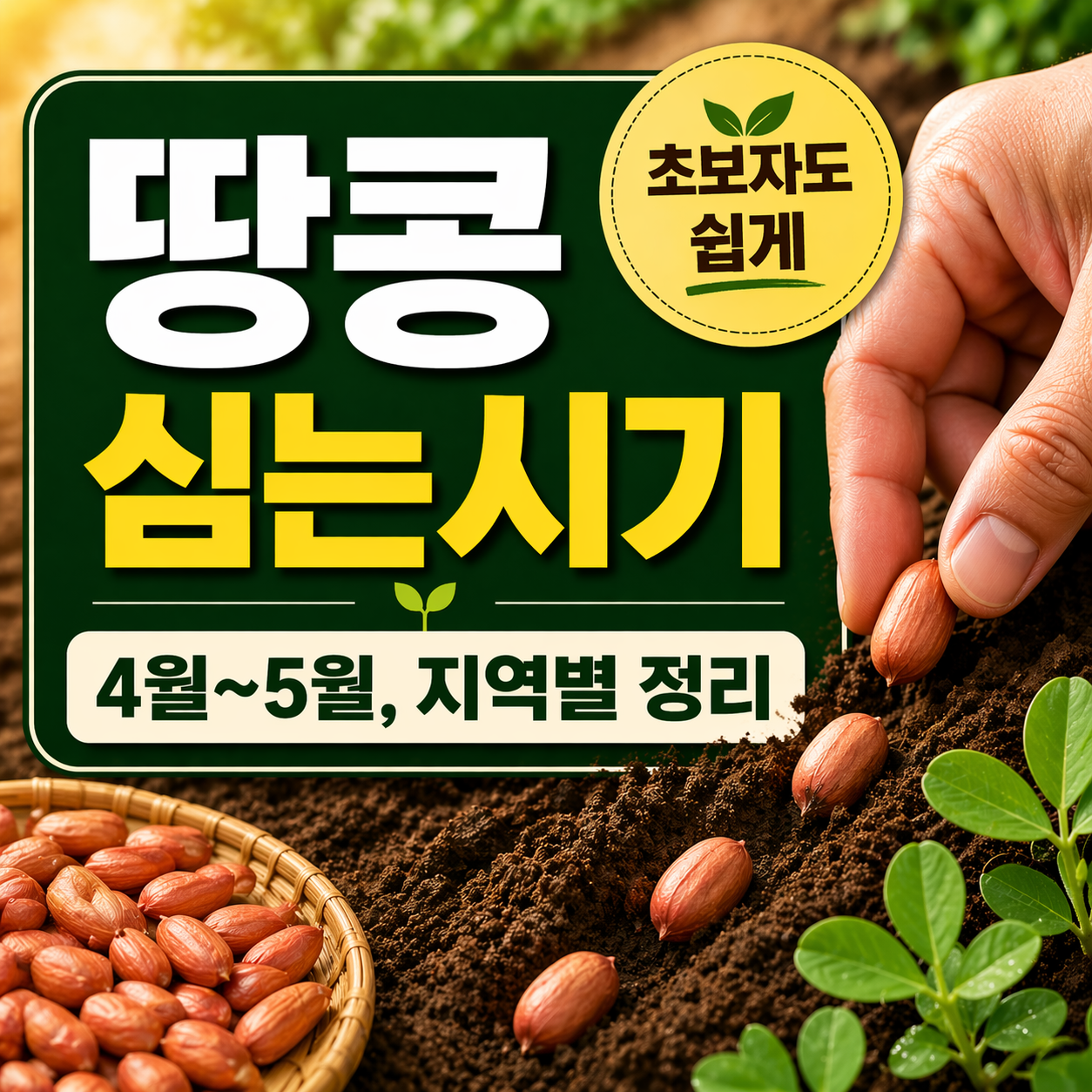 땅콩 심는 시기, 이것만 알면 풍년 보장