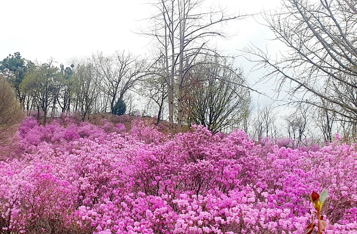 2025년 종려주일 주일예배 대표기도문