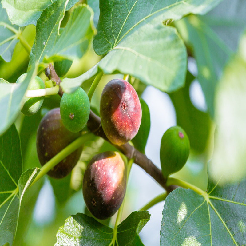 반려견 가을 산책 주의할점 무화과 주의한다