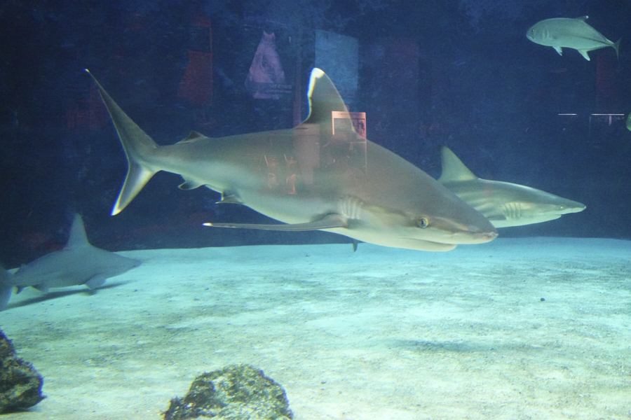 오키나와 츄라우미 수족관 상어