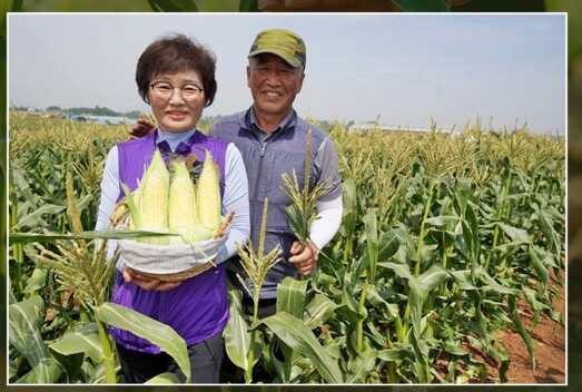 6시내고향 전남 해남 초당옥수수 주문방법 산이황금농원