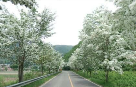 전주 이팝나무 축제