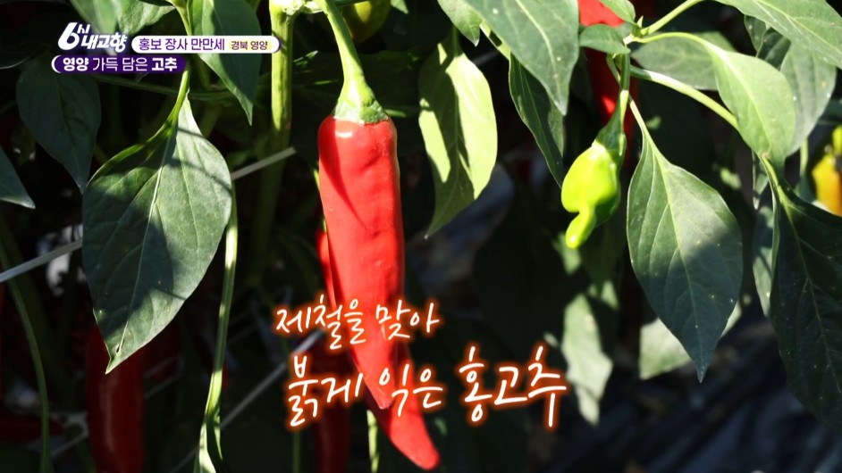 내고향스페셜 영양 고추