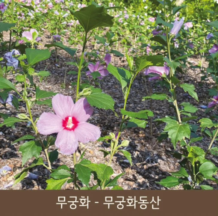 화담숲 예약&amp;#44; 가을 단풍축제 