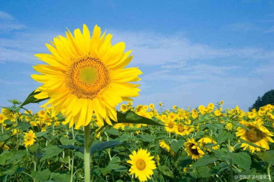 해바라기마을 정원
