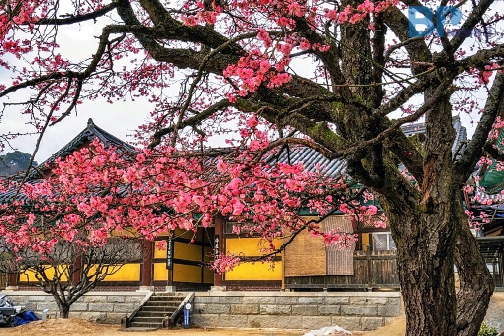 양산 통도사 자장매 : 2월에 가장 먼저 붉게 타오르는 홍매화