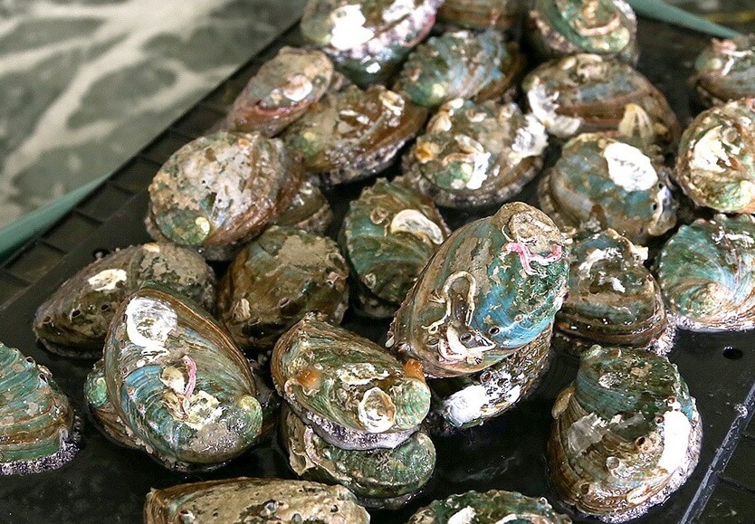 생생정보 수확의 달인 전남 강진 마량 전복 수확의 달인 은영씨의 꽃피는 바다 주문방법