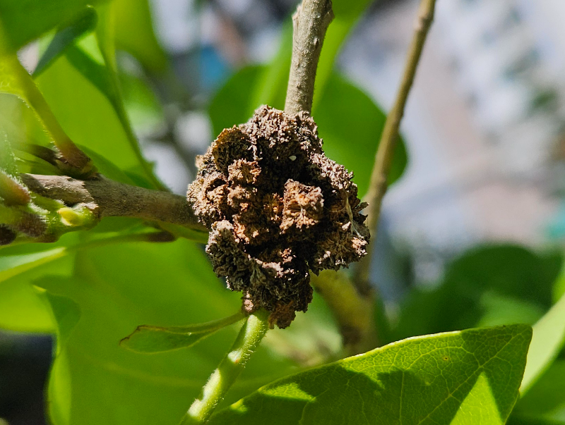 이팝나무혹응애2