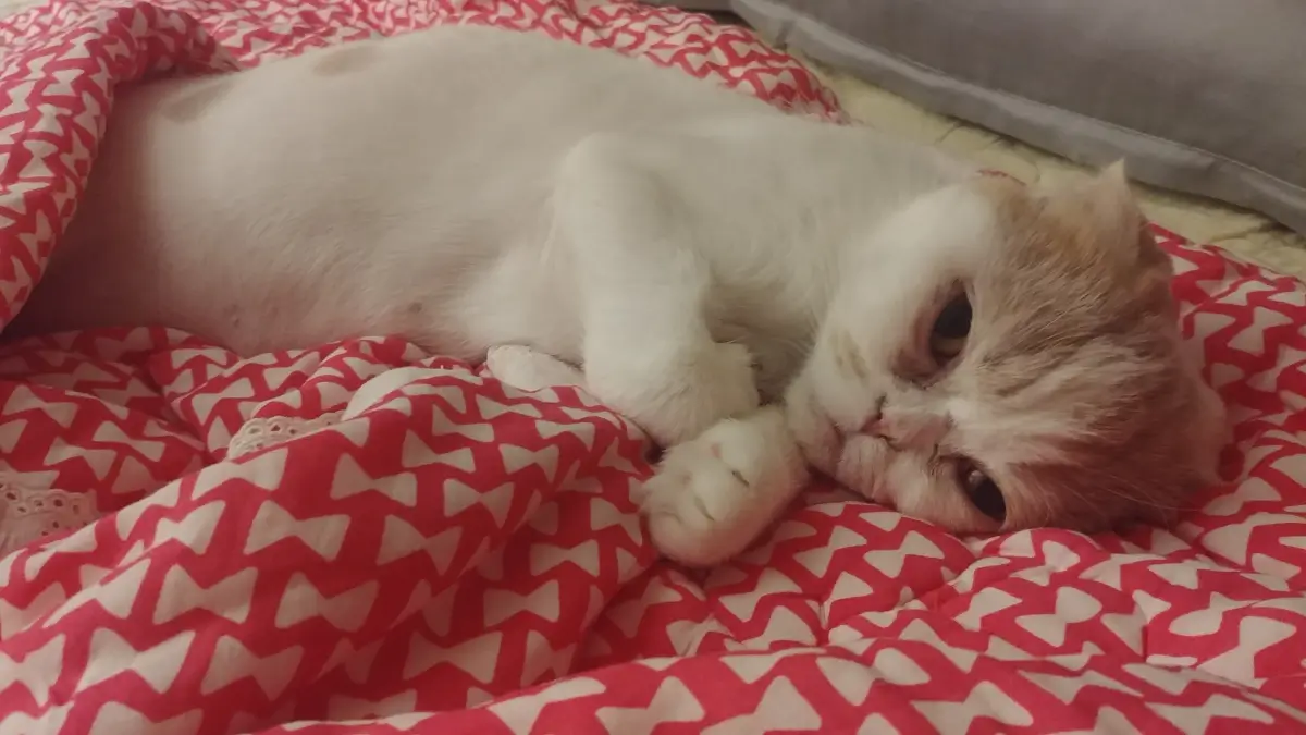 민생지원금 고양이분양 스코티쉬폴드