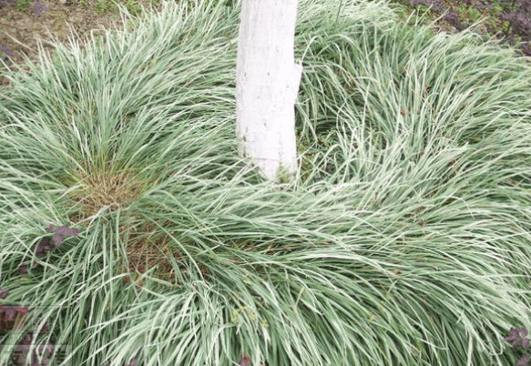 은사초 키우기 꽃 키우는 방법(고슴도치 풀)