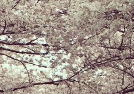 경주-벚꽃-개화시기-3