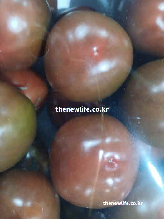 흑토마토 효능 항산화 작용 안토시아닌 성분